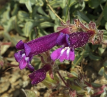 Penstemon purpusii