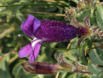 Penstemon purpusii