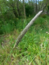 Alopecurus pratensis