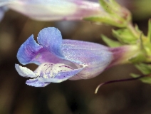 Penstemon speciosus