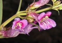 Penstemon speciosus