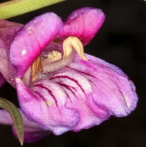 Penstemon speciosus