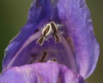 Penstemon strictus