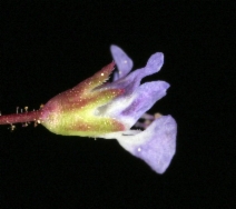Tonella tenella