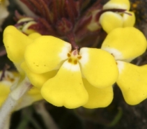 Triphysaria eriantha ssp. eriantha