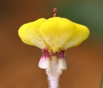 Triphysaria eriantha ssp. eriantha