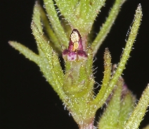 Triphysaria pusilla