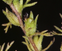 Triphysaria pusilla