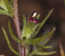Triphysaria pusilla