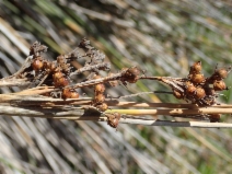 Juncus acutus ssp. leopoldii