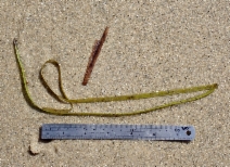 Zostera marina