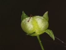 Veronica americana