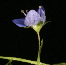 Veronica americana