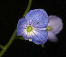Veronica americana