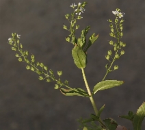 Veronica anagallis