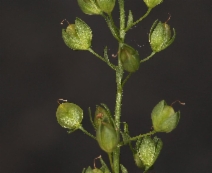 Veronica anagallis