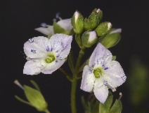 Veronica anagallis