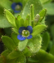 Veronica arvensis
