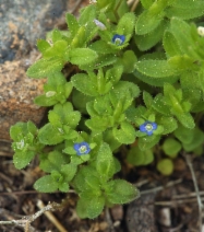 Veronica arvensis