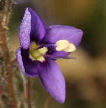 Veronica copelandii