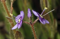 Veronica copelandii