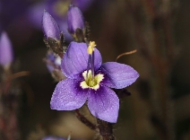 Veronica copelandii