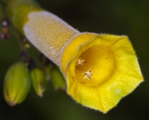 Nicotiana glauca