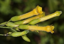 Nicotiana glauca