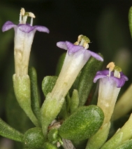 Lycium andersonii