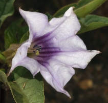 Datura stramonium