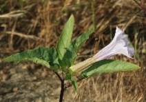 Datura stramonium
