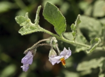 Solanum umbelliferum