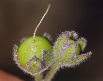 Solanum umbelliferum