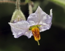 Solanum umbelliferum