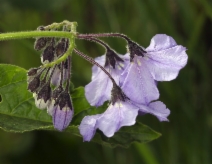 Solanum wallacei