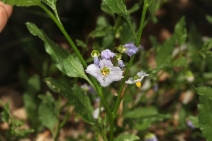 Solanum xanti