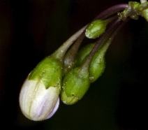 Solanum xanti