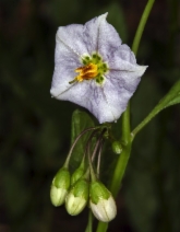 Solanum xanti