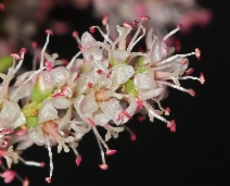 Tamarix parviflora