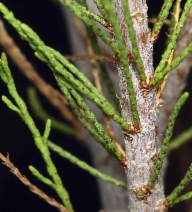 Tamarix parviflora