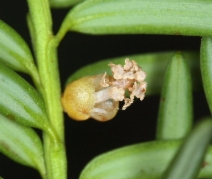 Taxus brevifolia