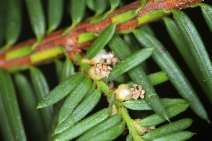 Taxus brevifolia