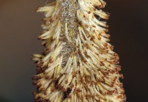 Typha latifolia