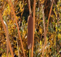 Typha latifolia