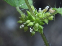 Hesperocnide tenella