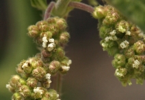 Urtica dioica