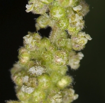Urtica dioica ssp. holosericea