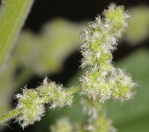 Urtica dioica