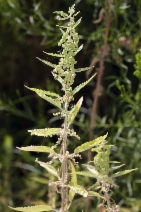 Urtica dioica ssp. holosericea
