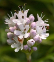 Plectritis congesta ssp. brachystemon